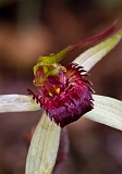 Caladenia oenochila Wine-lipped Spider-orchid5